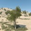 3d ghaf tree model
