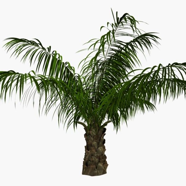 oil palm tree