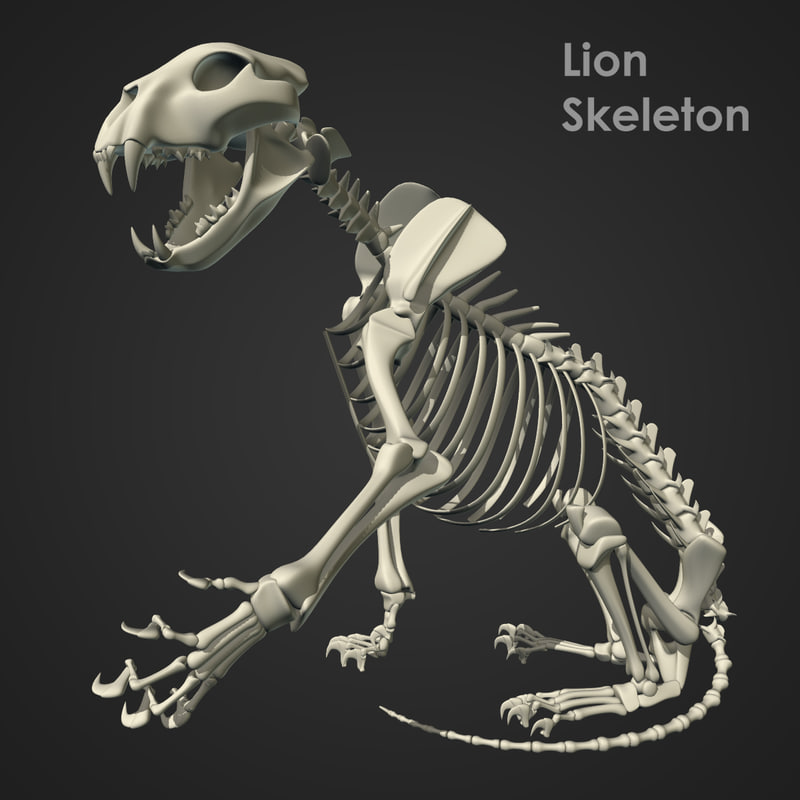 max rigged lion skeleton bones