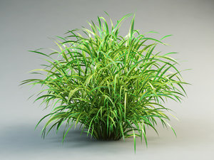 3ds max cordgrass cord-grass