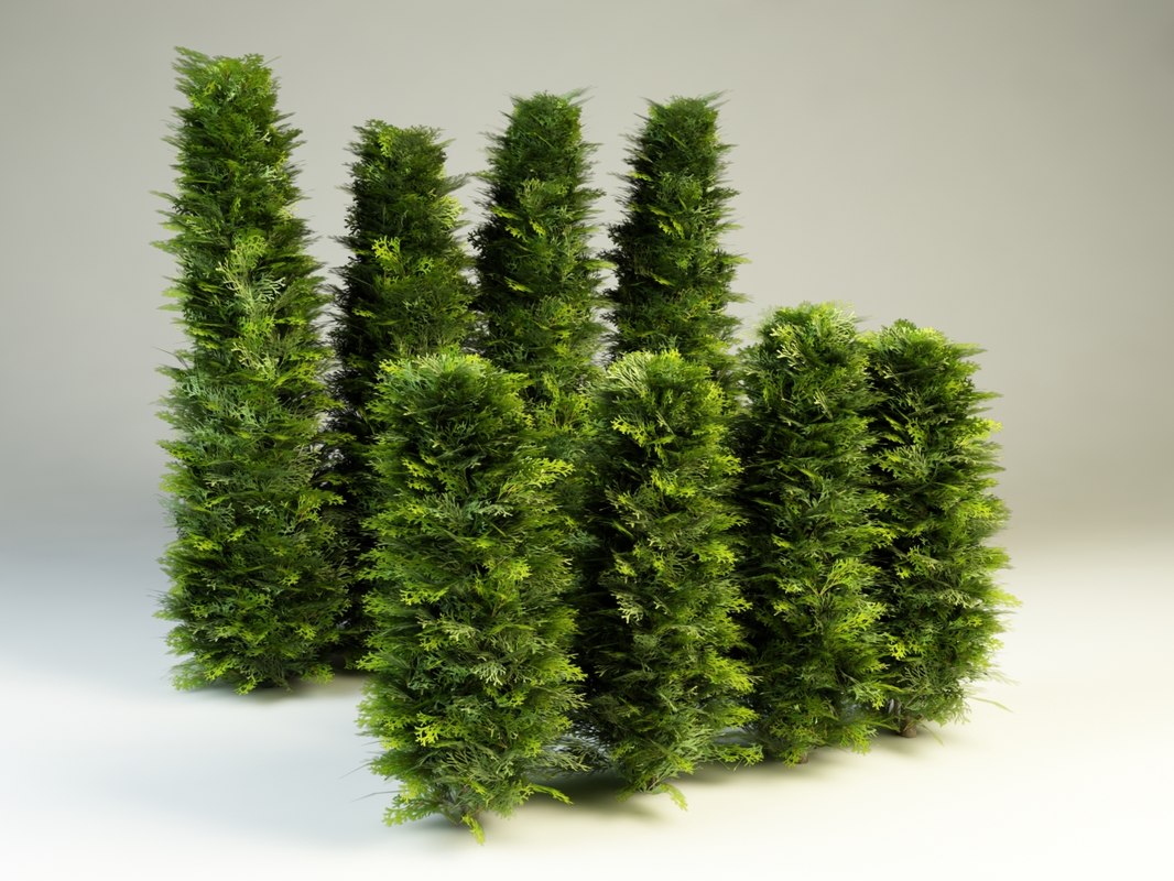 bush hedges 3d model