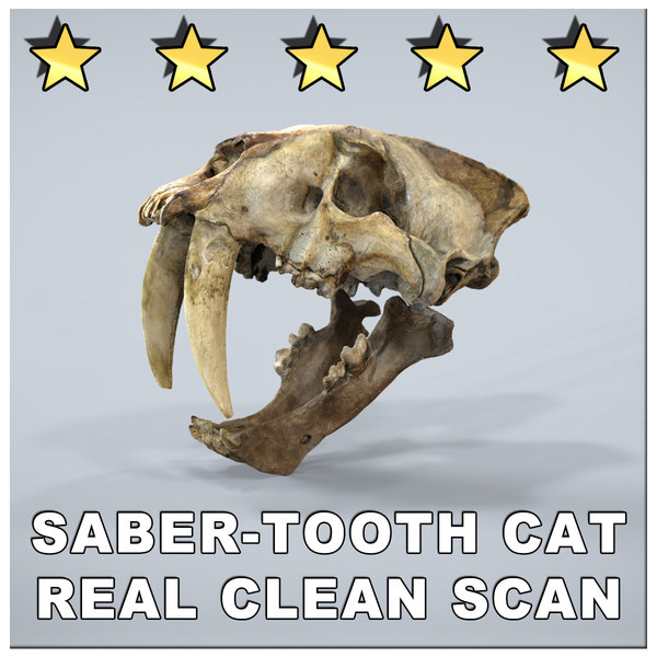 maya smilodon saber cat skull