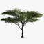 3d model tree acacia plant