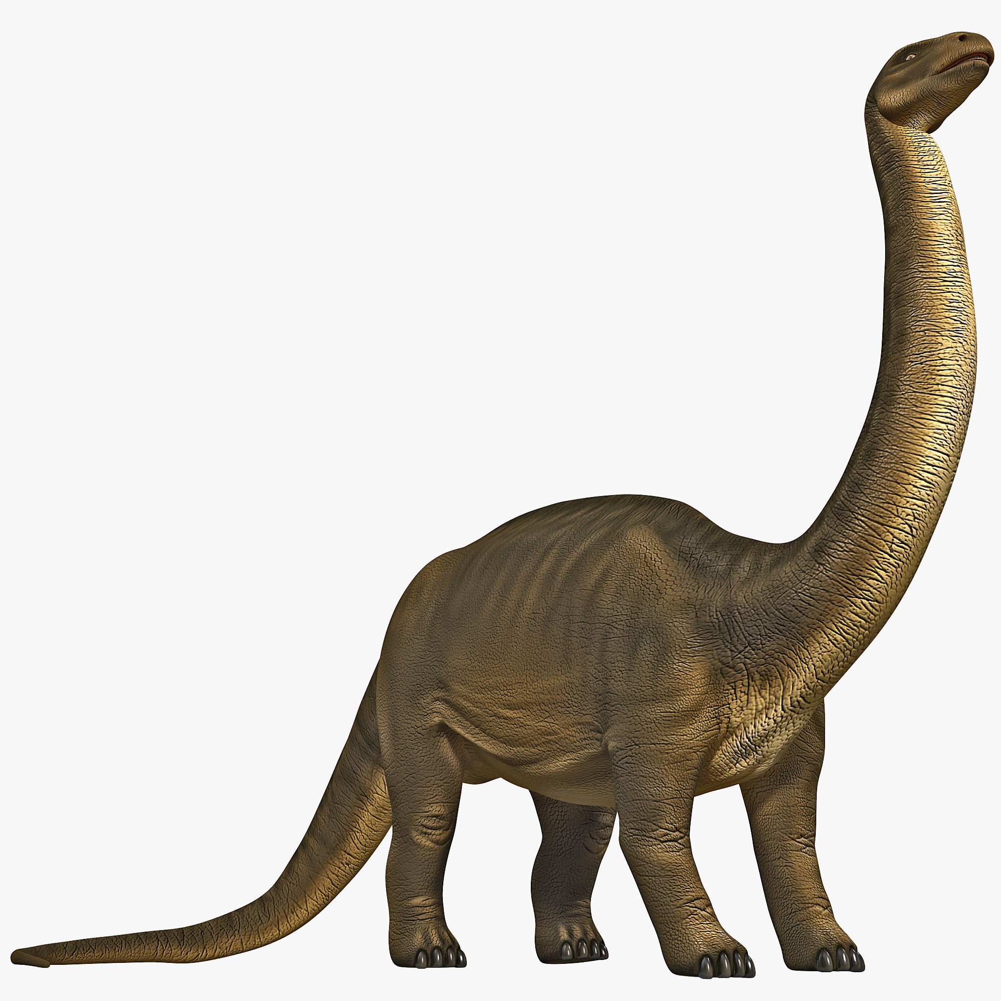 brontosaurus 3d