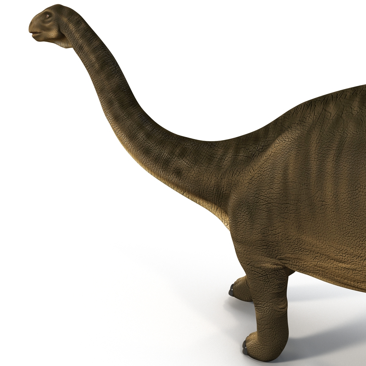 brontosaurus view in 3d