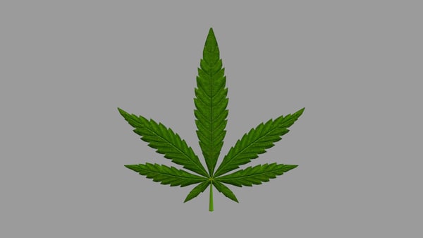  Marijuana  3D  Models  for Download TurboSquid