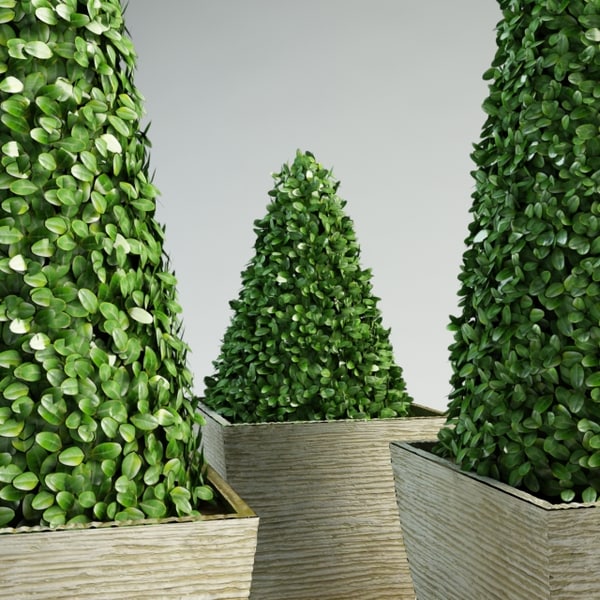 3d pyramidal boxwood