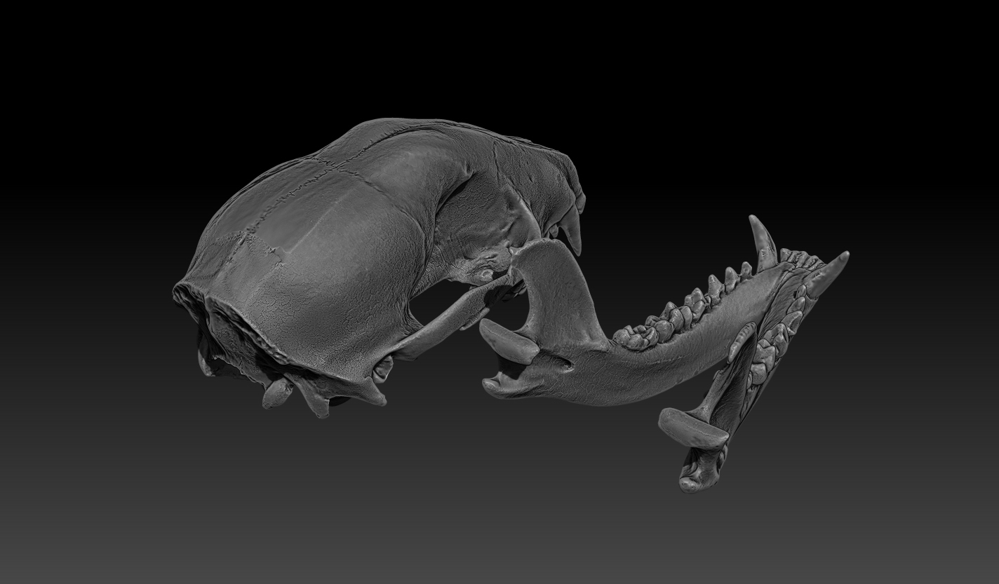 raccoon skull 3d model