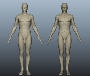 3d human male model