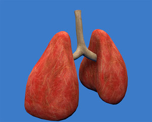 lungs respiratory 3ds
