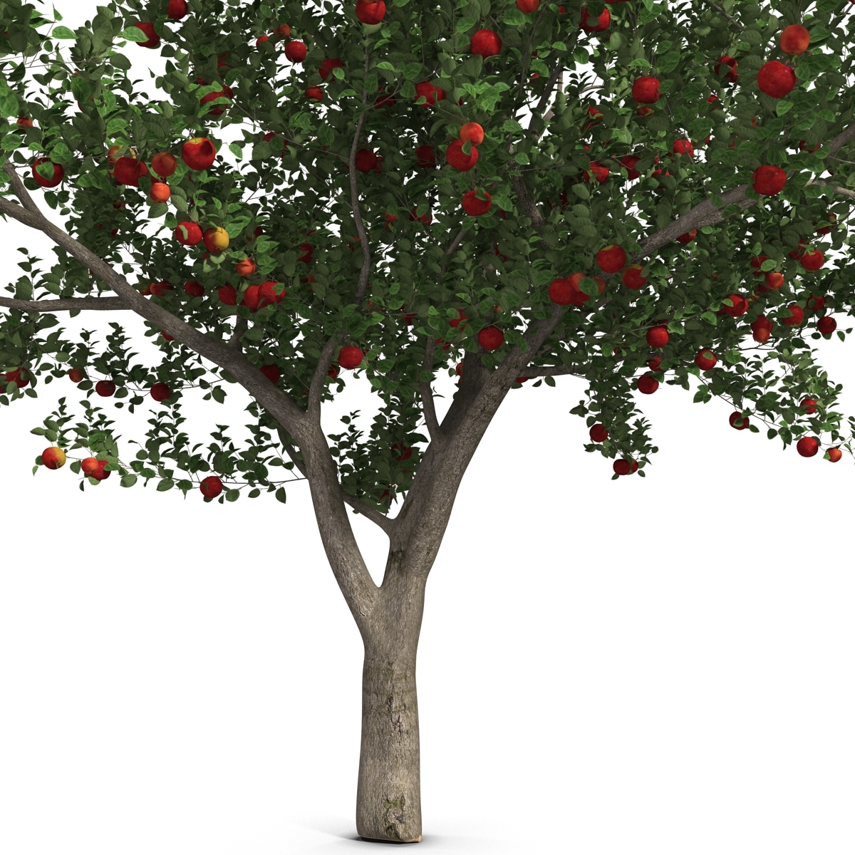 3d apple tree model