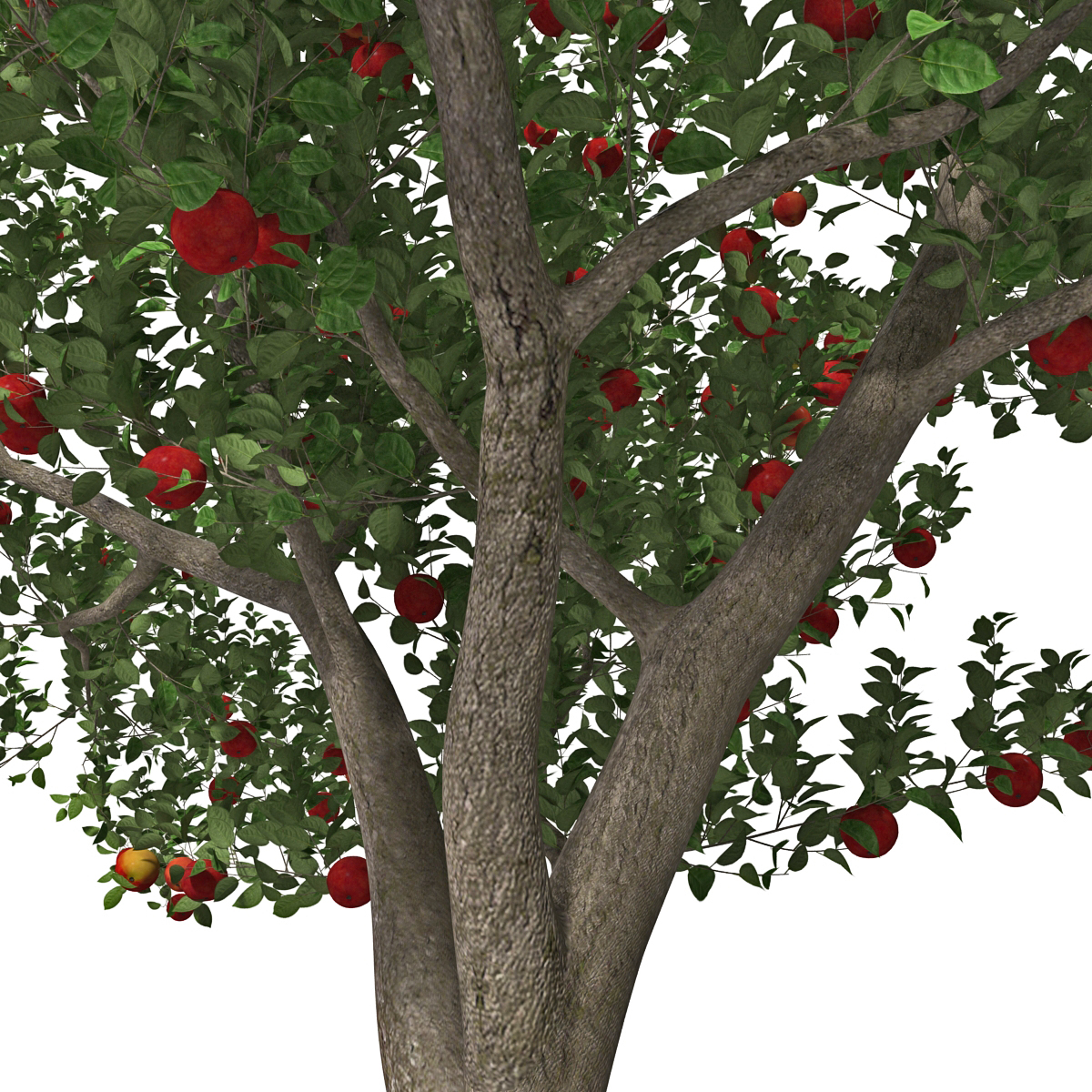 3d apple tree model