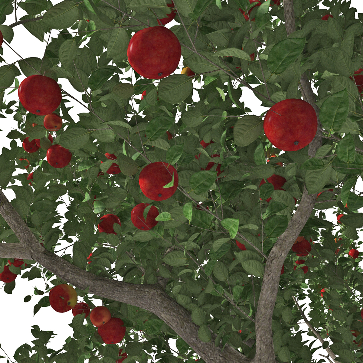 3d apple tree model