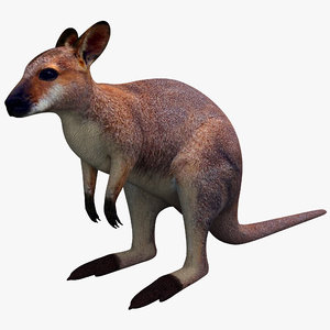 3ds max wallaby