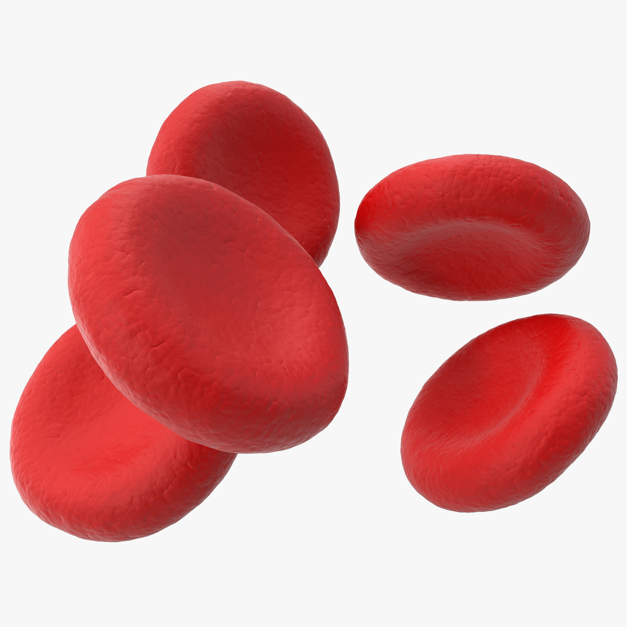 3d Model Red Blood Cell
