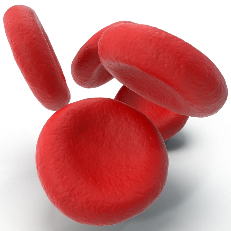 3d model red blood cell