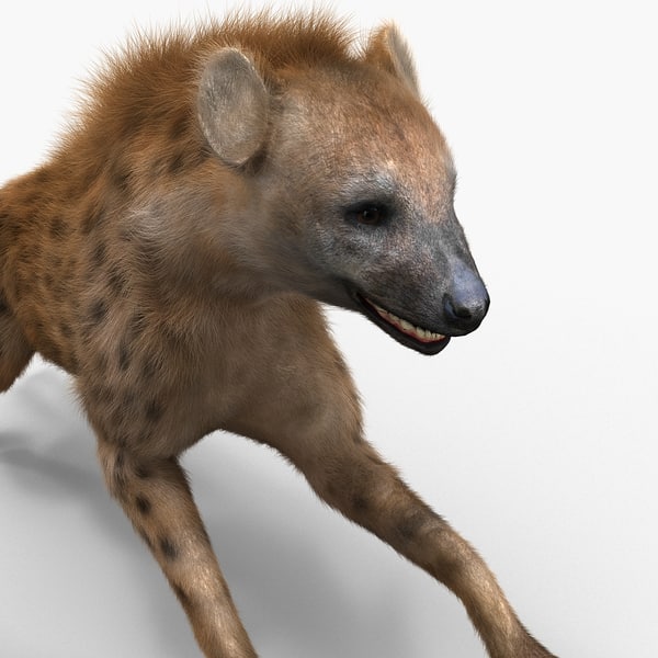 hyena pose 2 fur 3d model