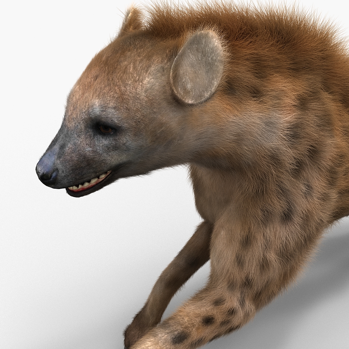 hyena pose 2 fur 3d model