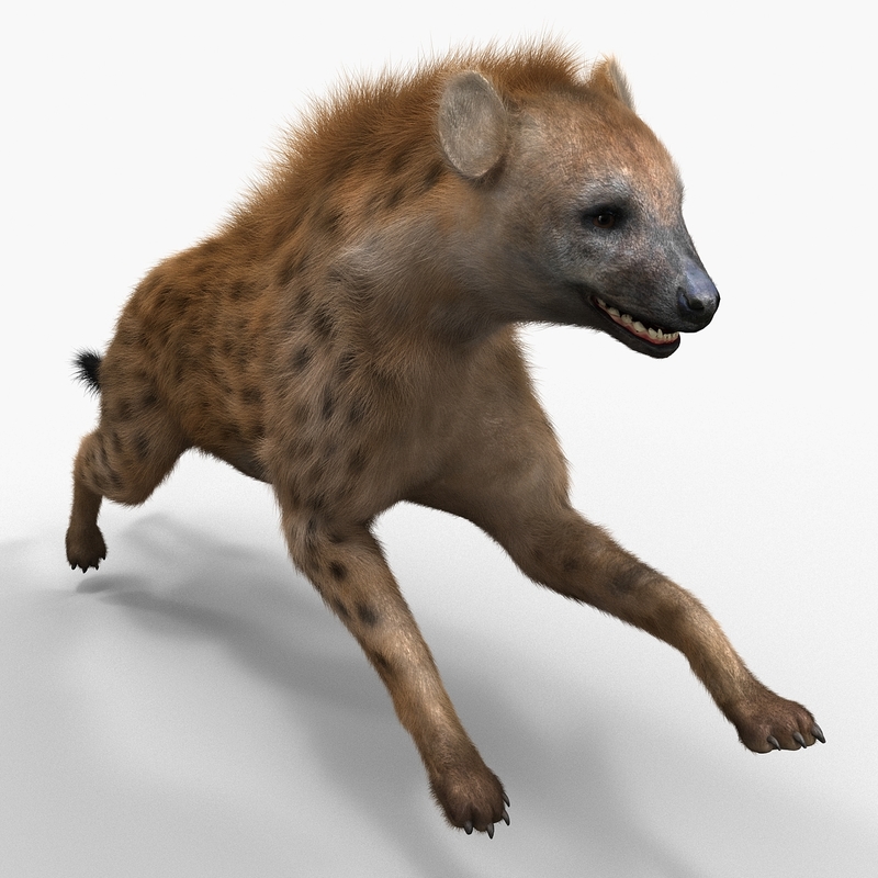 hyena pose 2 fur 3d model