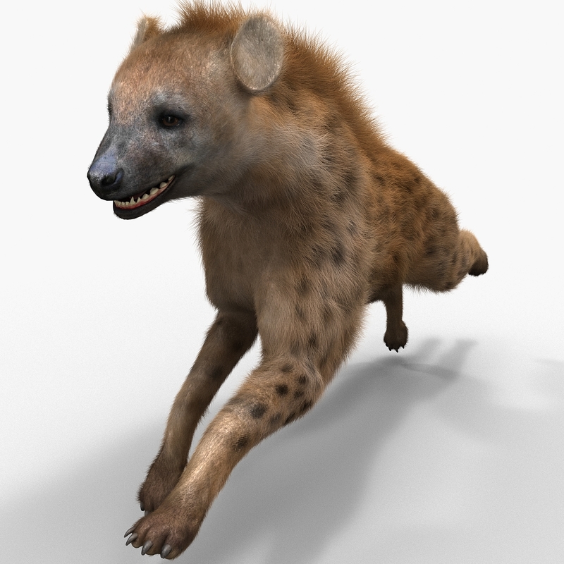 hyena pose 2 fur 3d model