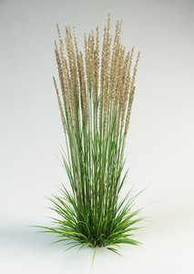 3ds max reed grass