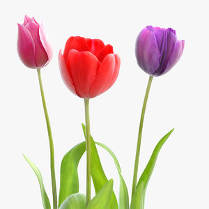 tulip flower max