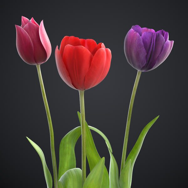 Tulip Flower Max