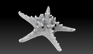 3d starfish marine invertebrates model