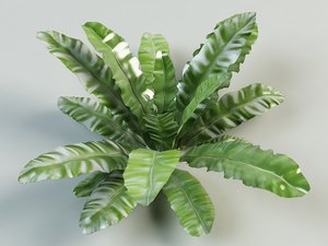maya asplenium fern