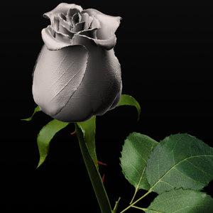 white rose obj