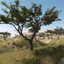 acacia trees max