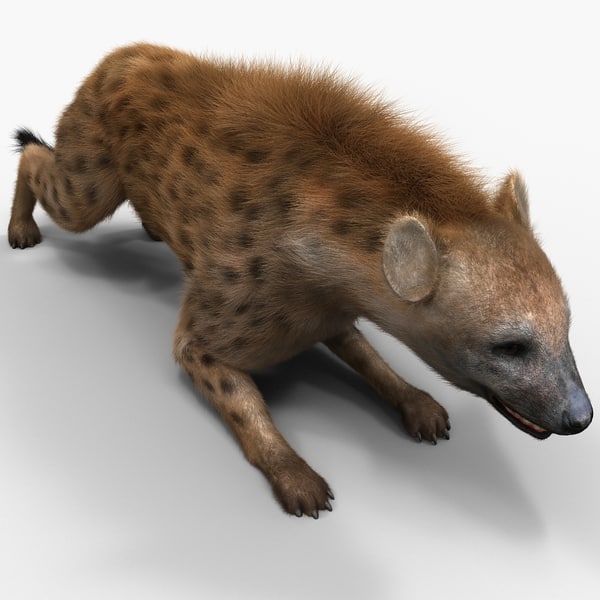 3d hyena pose 5 fur model