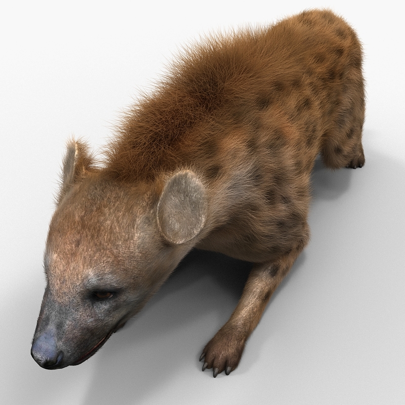 3d hyena pose 5 fur model