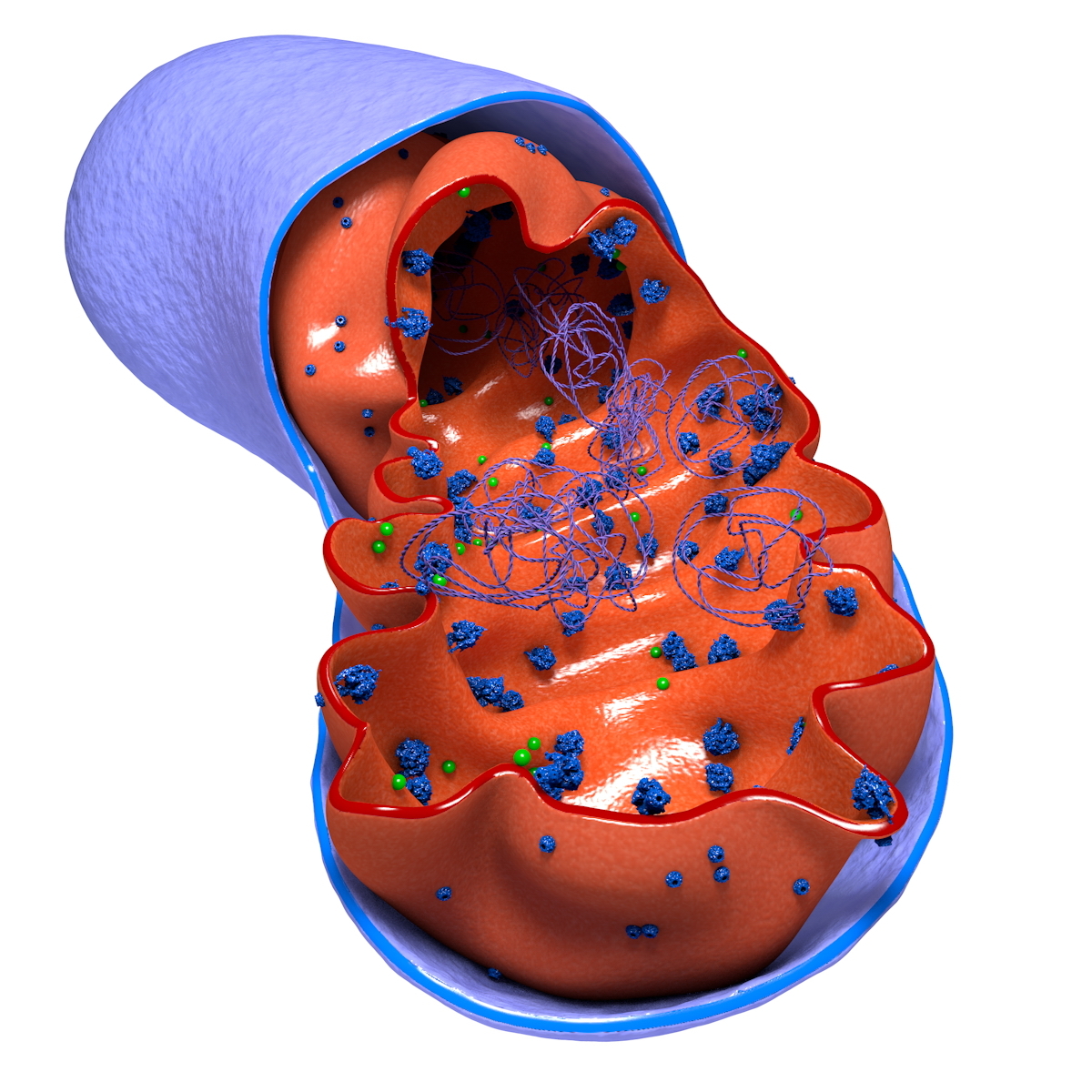 3d mitochondrion cells