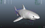 3d white shark rigged