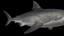 3d white shark rigged