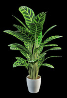 Calathea chat