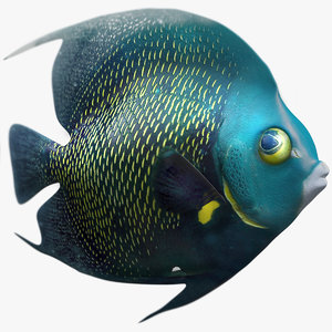 tropical fish 3d model