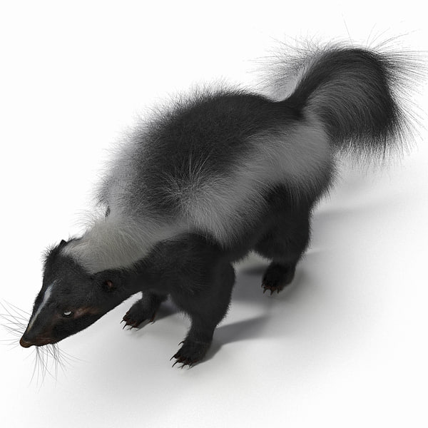 3d skunk fur