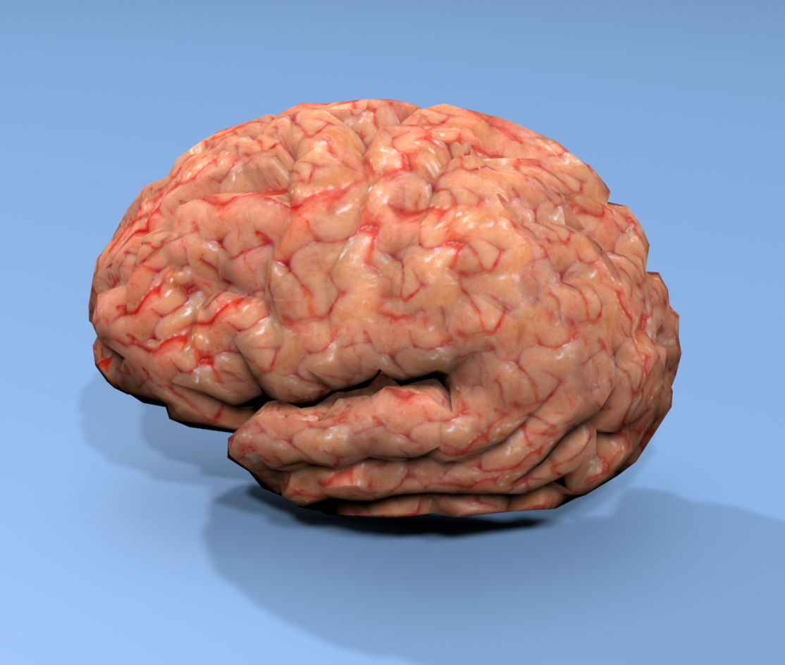 半脑纹理3d模型