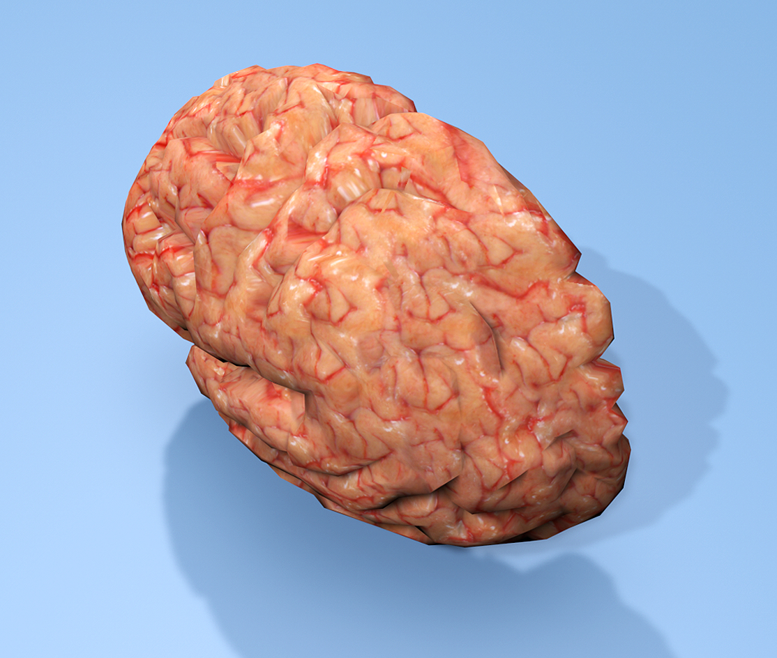 半脑纹理3d模型