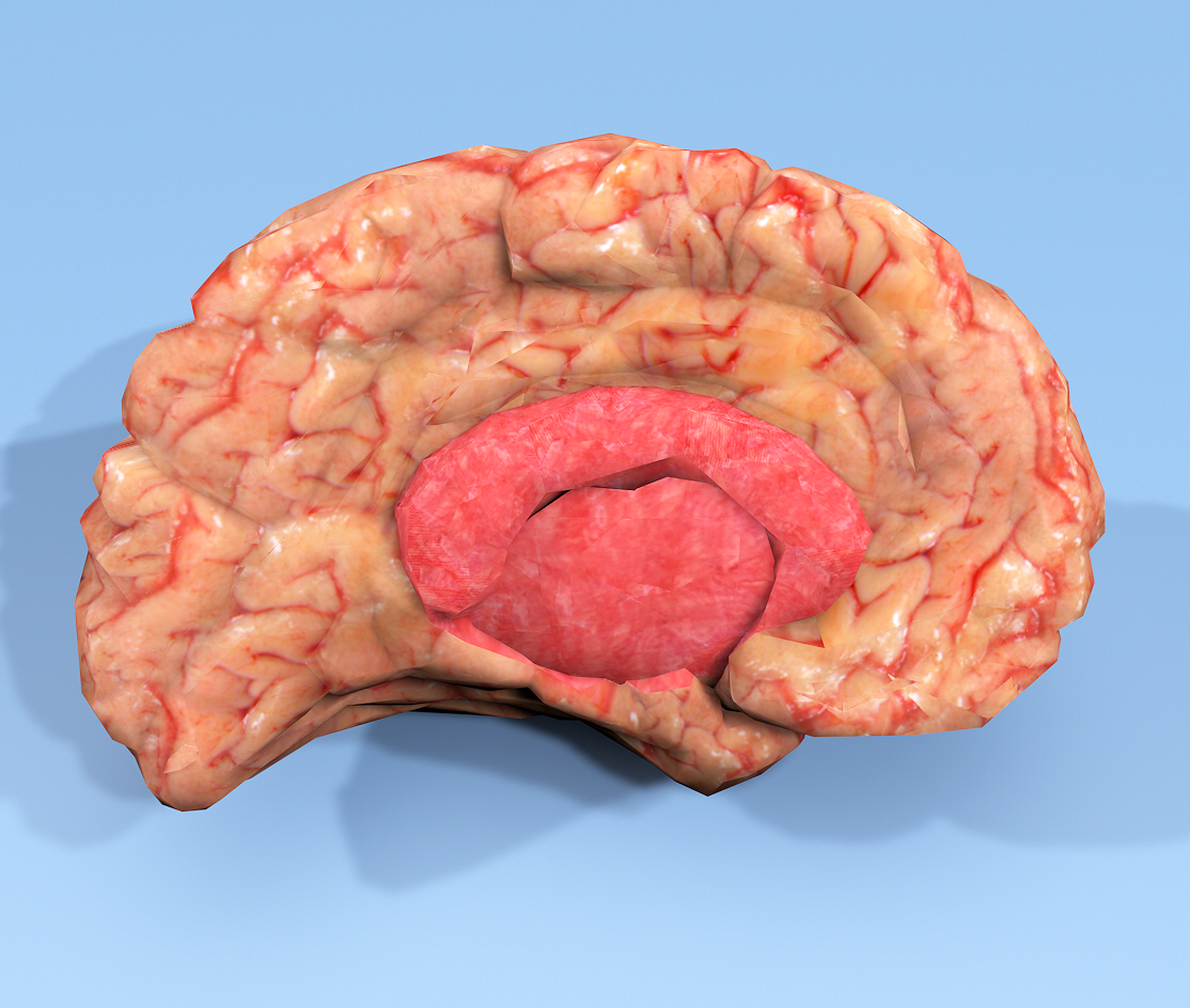 半脑纹理3d模型