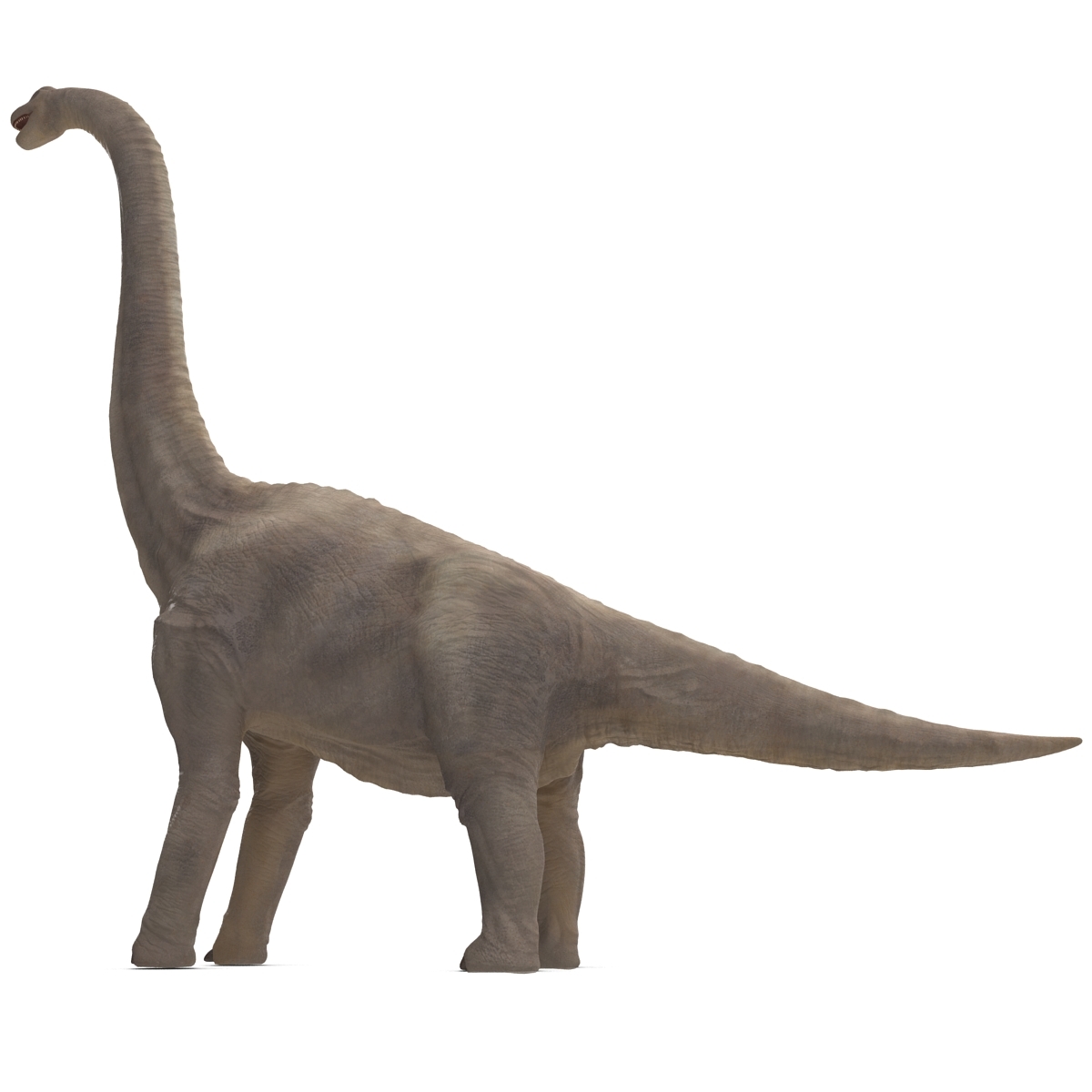 brachiosaurus 3d view