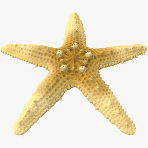 sea star 3d max
