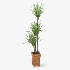 3d model dracaena marginata plant