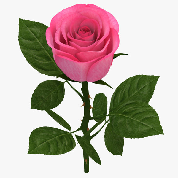 Rose Hotel