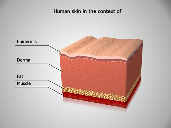 3d model human skin anatomy