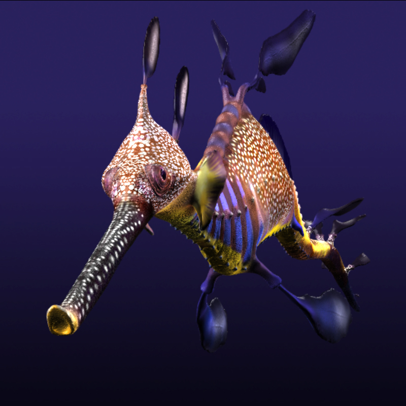 3d Leafy Sea Dragon Seadragon