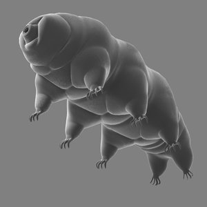 extremophile tardigrade macrobiotus sapiens obj