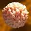 c4d white blood cell